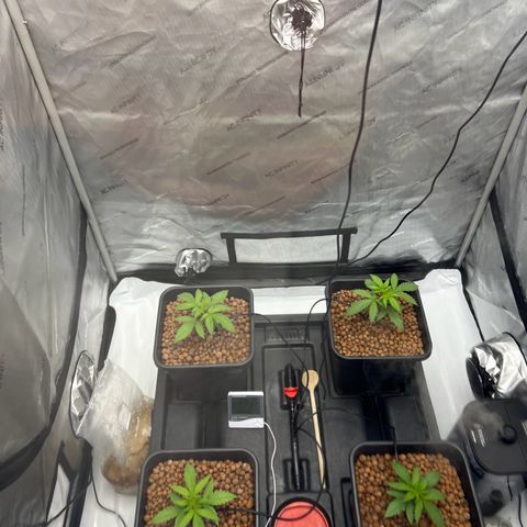 Wonder Pie growlog timeline photo