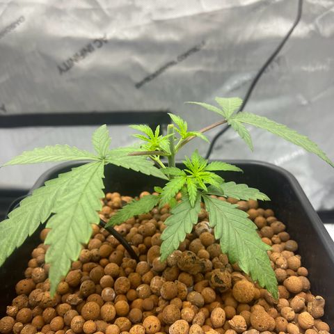 Wonder Pie growlog timeline photo