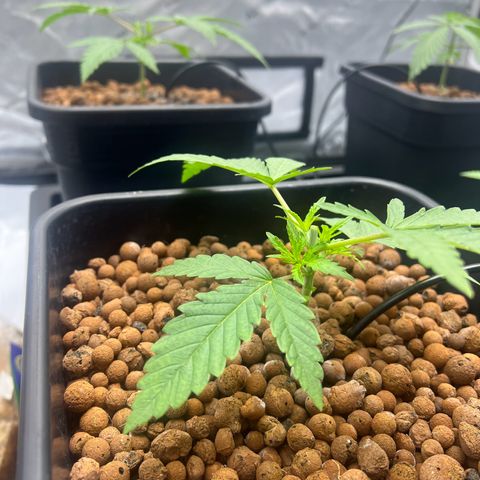 Wonder Pie growlog timeline photo