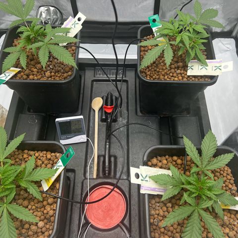 Wonder Pie growlog timeline photo