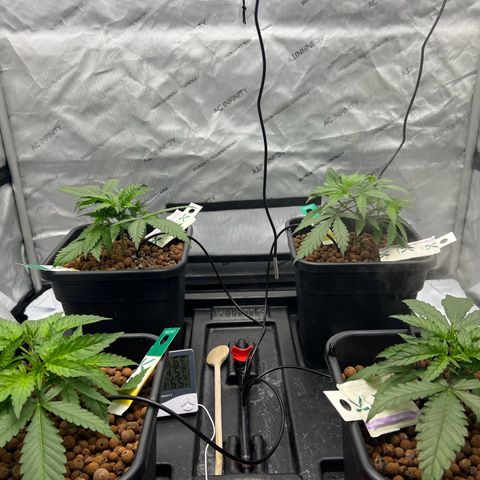 Wonder Pie growlog timeline photo