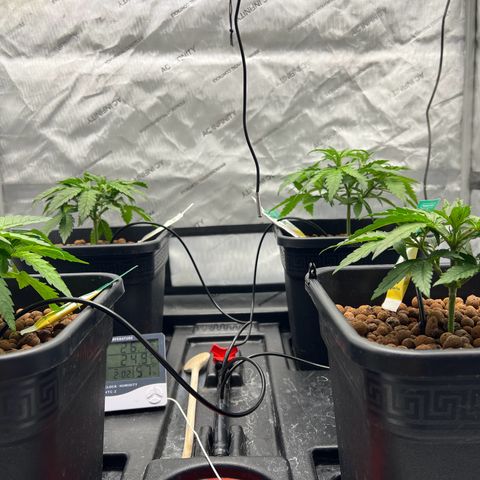Wonder Pie growlog timeline photo