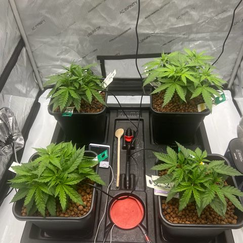Wonder Pie growlog timeline photo