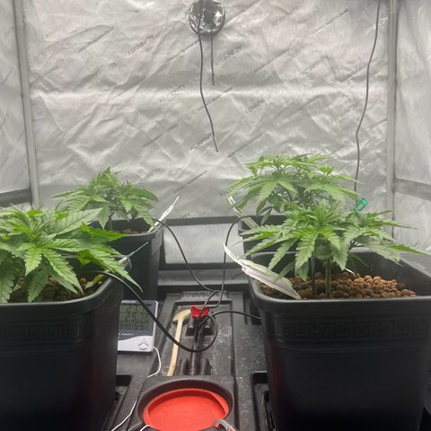 Wonder Pie growlog timeline photo