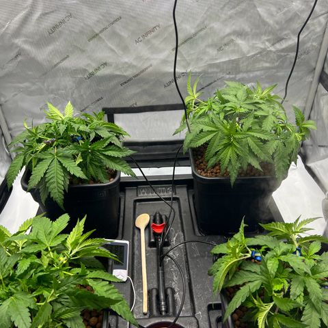 Wonder Pie growlog timeline photo