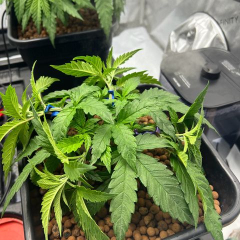Wonder Pie growlog timeline photo