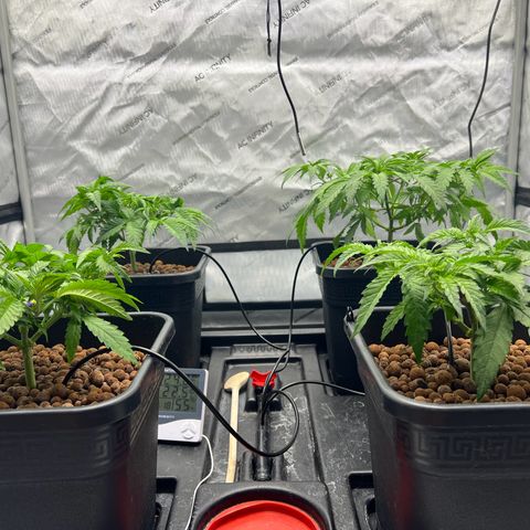 Wonder Pie growlog timeline photo