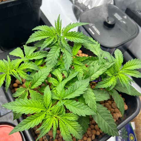 Wonder Pie growlog timeline photo