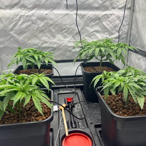 Wonder Pie growlog timeline photo