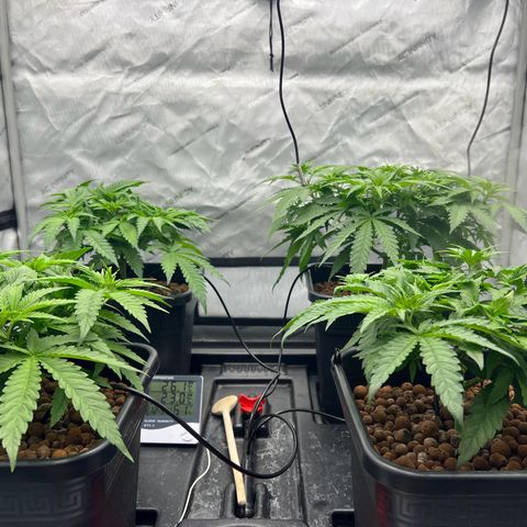 Wonder Pie growlog timeline photo