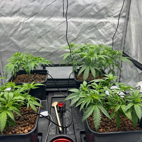 Wonder Pie growlog timeline photo