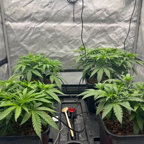 Wonder Pie growlog timeline photo