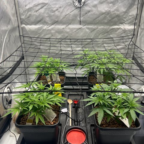 Wonder Pie growlog timeline photo