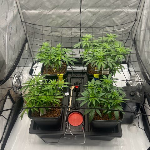 Wonder Pie growlog timeline photo