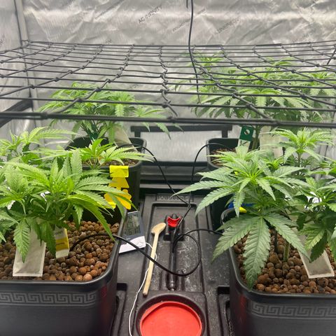 Wonder Pie growlog timeline photo