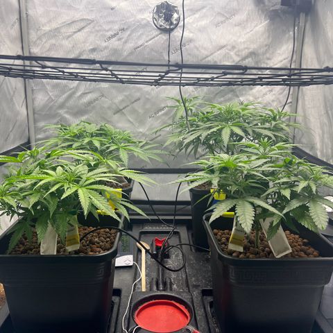 Wonder Pie growlog timeline photo