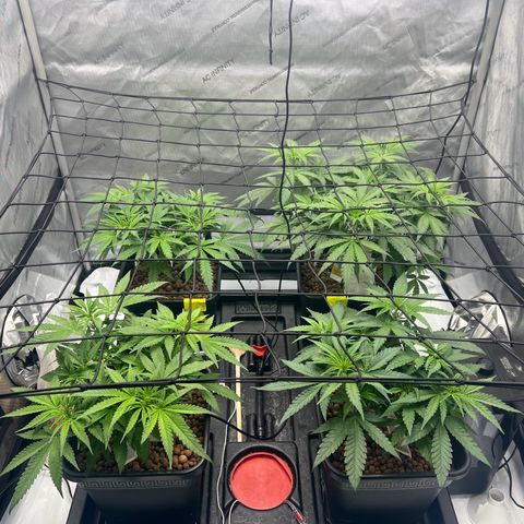 Wonder Pie growlog timeline photo