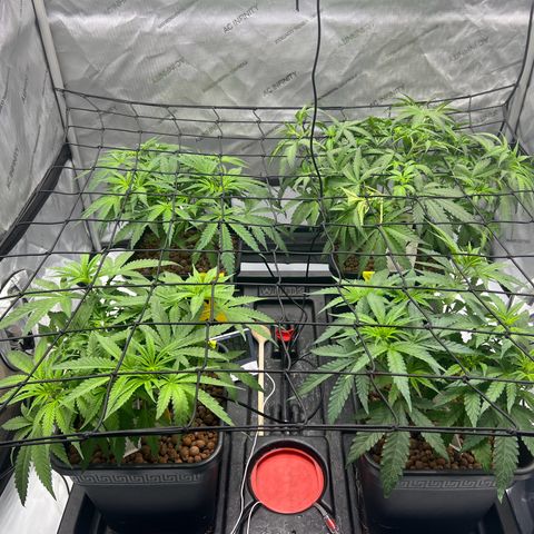 Wonder Pie growlog timeline photo