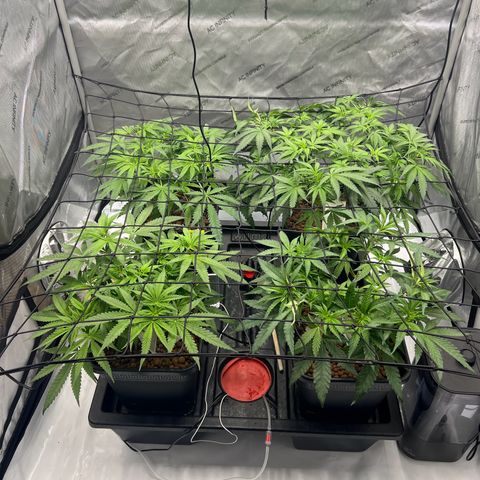 Wonder Pie growlog timeline photo