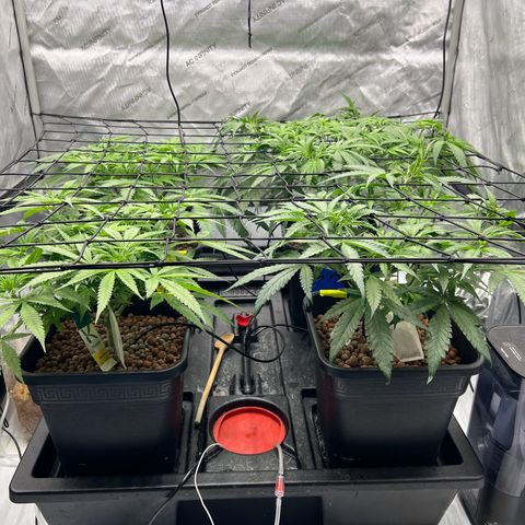 Wonder Pie growlog timeline photo