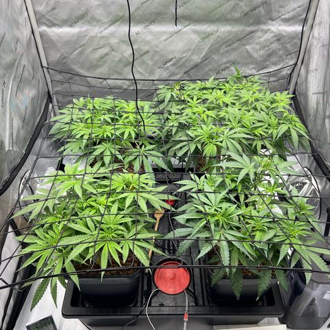 Wonder Pie growlog timeline photo