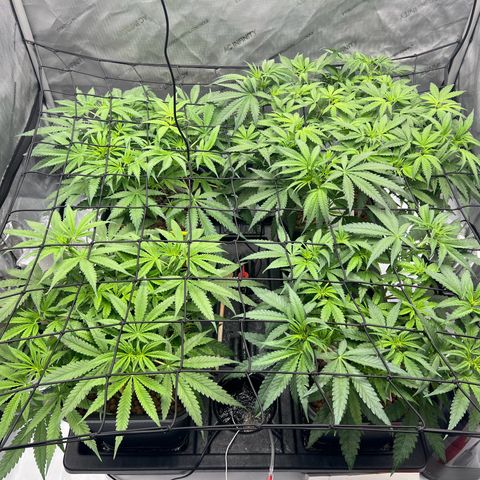Wonder Pie growlog timeline photo