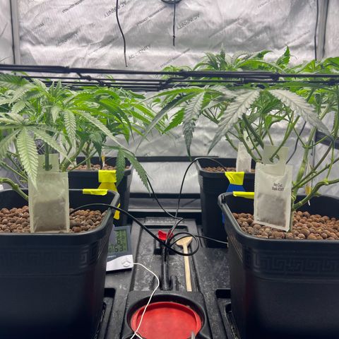 Wonder Pie growlog timeline photo