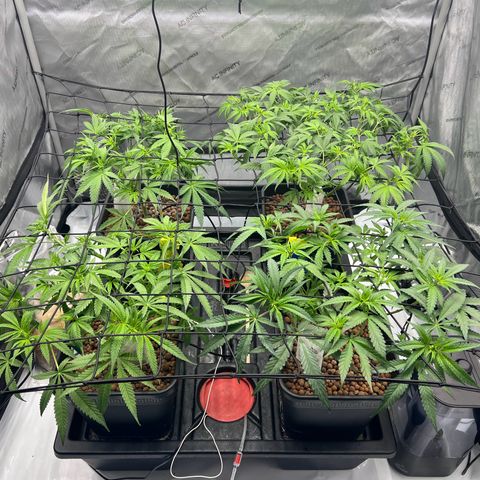 Wonder Pie growlog timeline photo