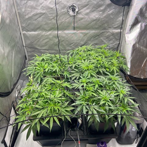 Wonder Pie growlog timeline photo