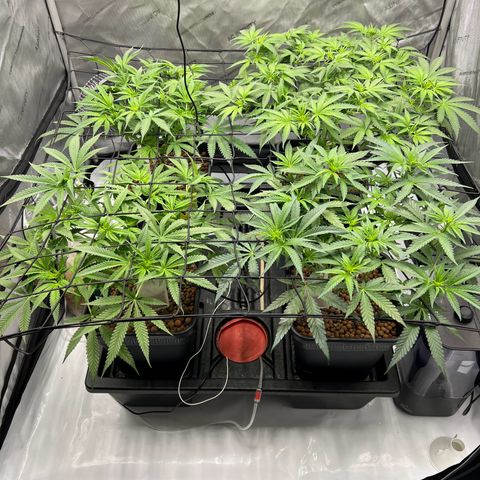 Wonder Pie growlog timeline photo