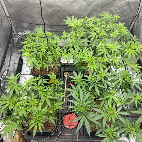 Wonder Pie growlog timeline photo