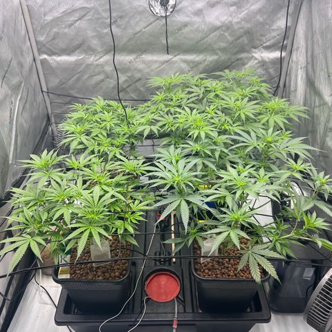 Wonder Pie growlog timeline photo