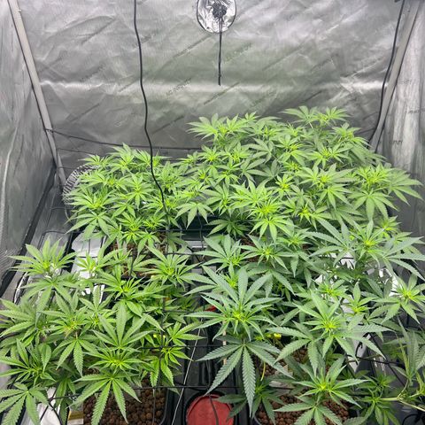 Wonder Pie growlog timeline photo