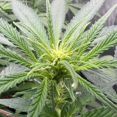 Wonder Pie growlog timeline photo