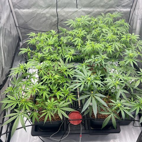 Wonder Pie growlog timeline photo