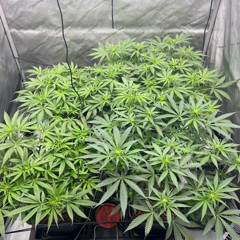 Wonder Pie growlog timeline photo