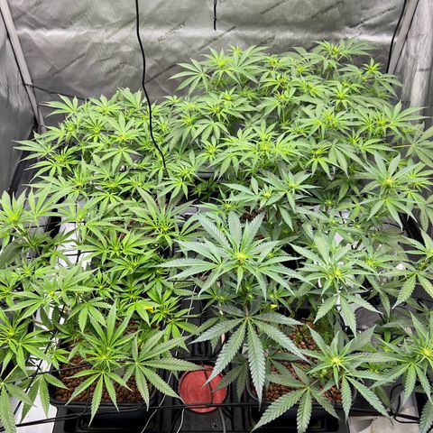 Wonder Pie growlog timeline photo