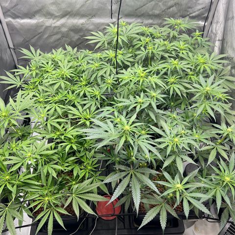 Wonder Pie growlog timeline photo
