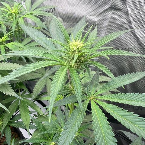 Wonder Pie growlog timeline photo