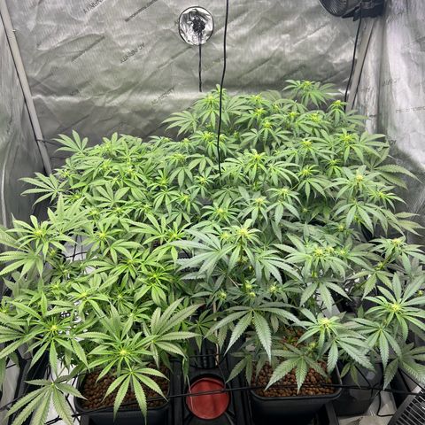 Wonder Pie growlog timeline photo