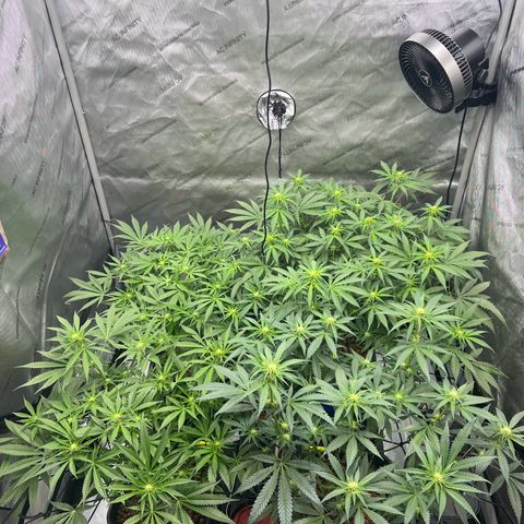 Wonder Pie growlog timeline photo