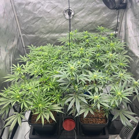 Wonder Pie growlog timeline photo
