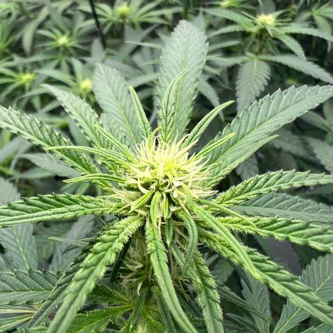 Wonder Pie growlog timeline photo