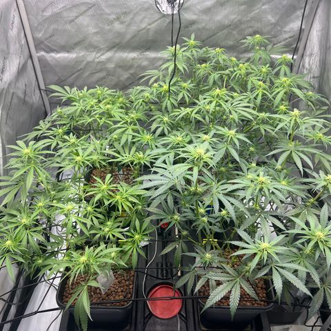 Wonder Pie growlog timeline photo