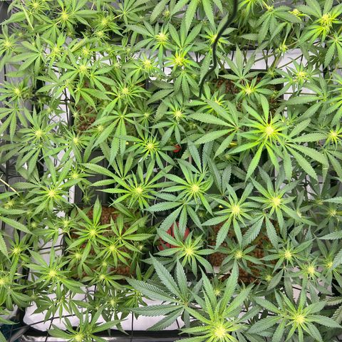 Wonder Pie growlog timeline photo