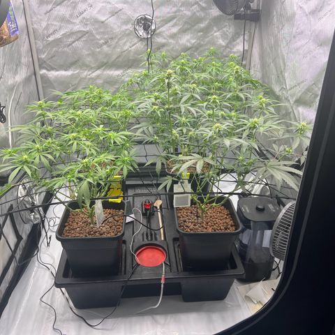 Wonder Pie growlog timeline photo