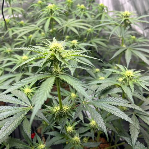Wonder Pie growlog timeline photo