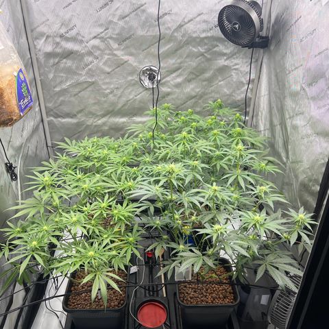 Wonder Pie growlog timeline photo