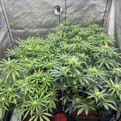 Wonder Pie growlog timeline photo