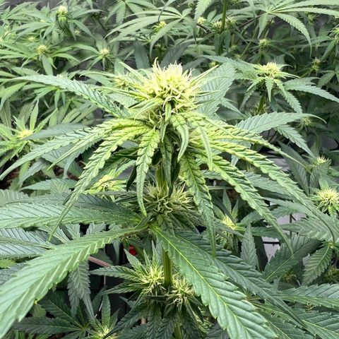 Wonder Pie growlog timeline photo